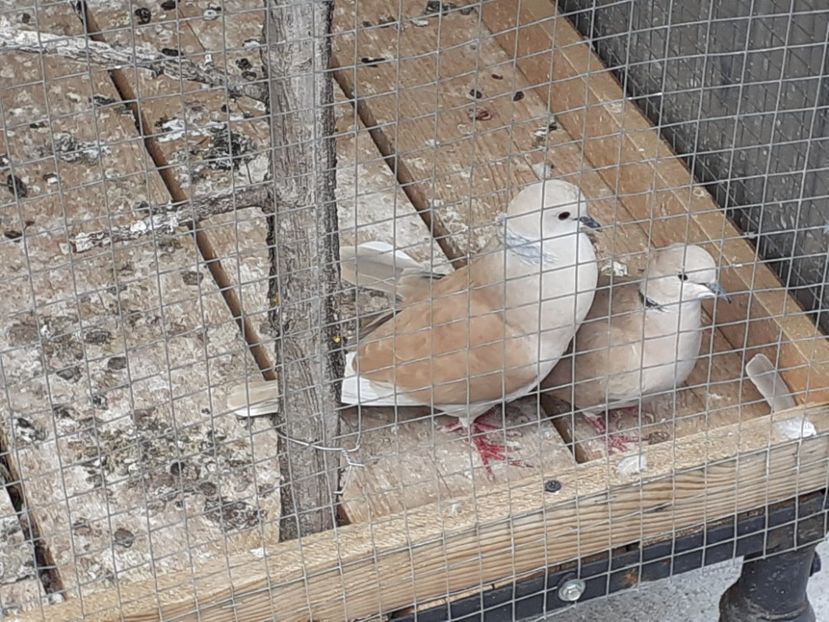  - Noua volieră ptr turturele rizătoare