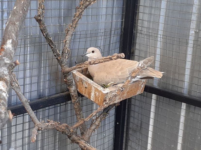  - Noua volieră ptr turturele rizătoare