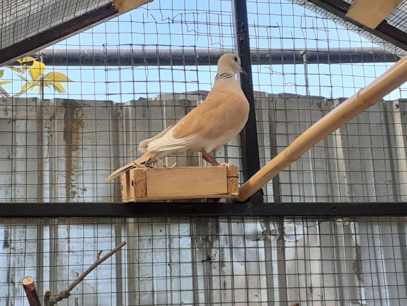  - Noua volieră ptr turturele rizătoare