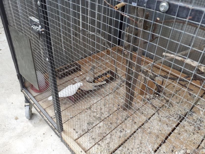  - Noua volieră ptr turturele rizătoare