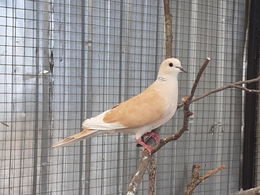  - Noua volieră ptr turturele rizătoare