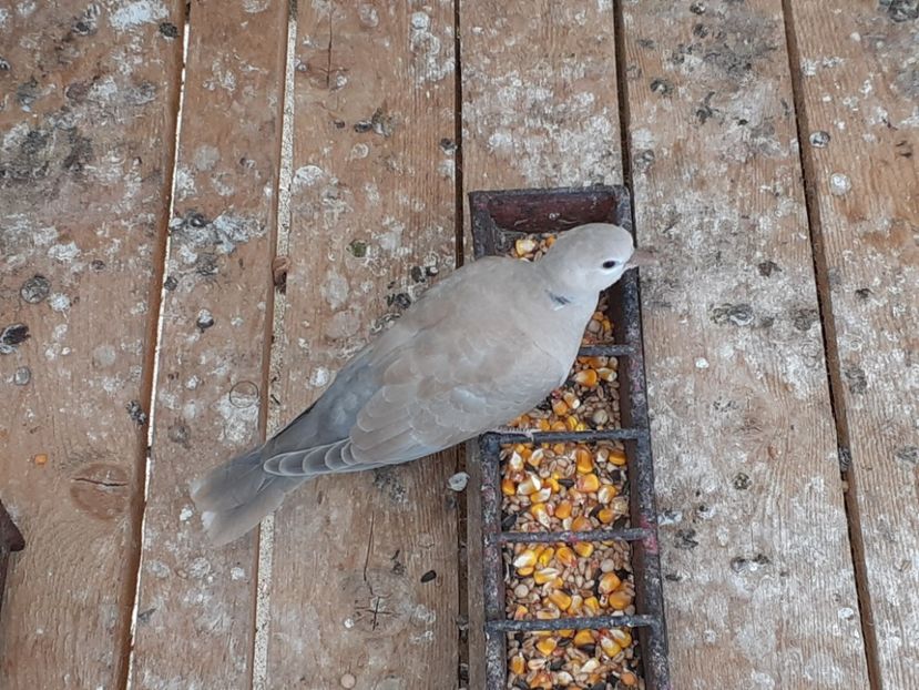  - Noua volieră ptr turturele rizătoare