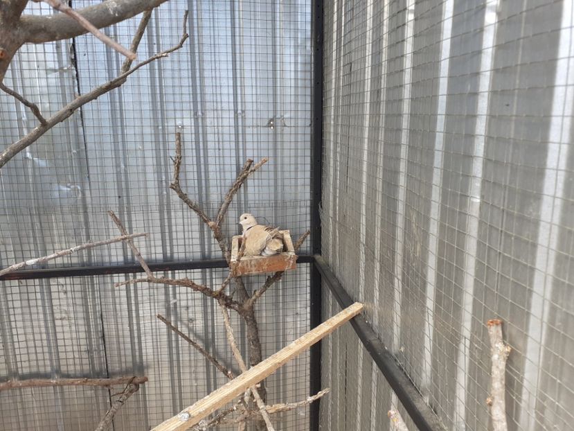  - Noua volieră ptr turturele rizătoare