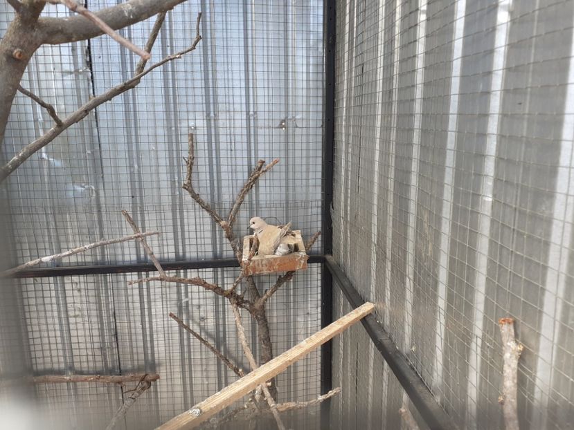  - Noua volieră ptr turturele rizătoare