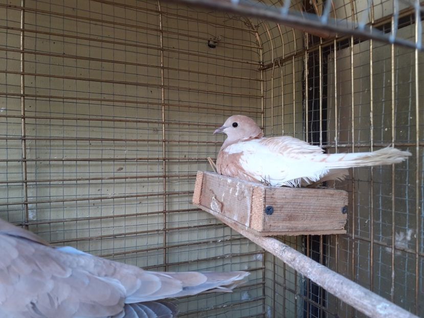  - Noua volieră ptr turturele rizătoare