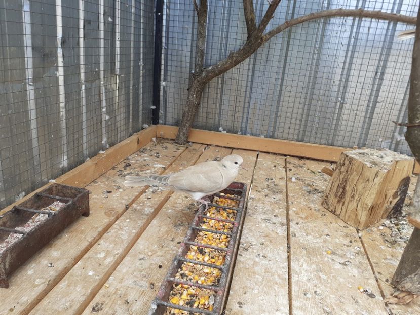  - Noua volieră ptr turturele rizătoare