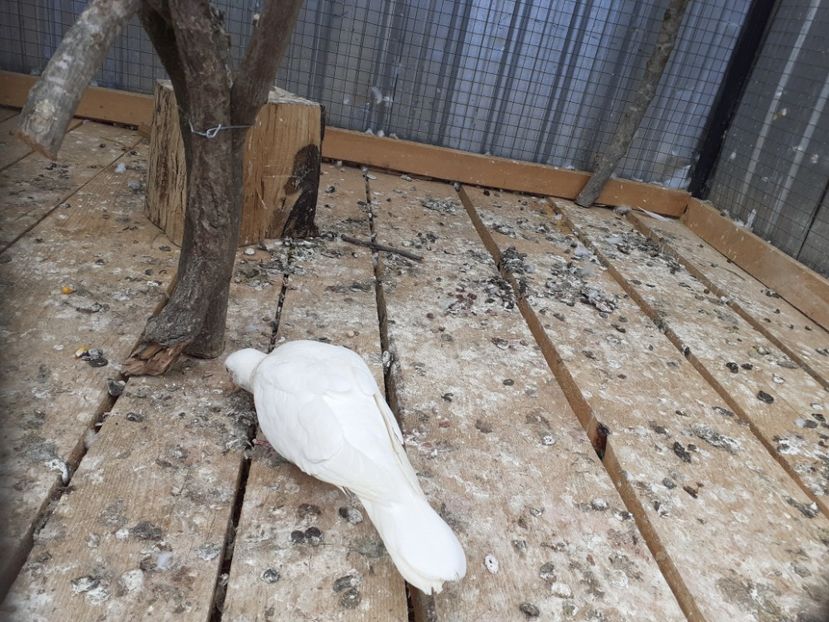  - Noua volieră ptr turturele rizătoare