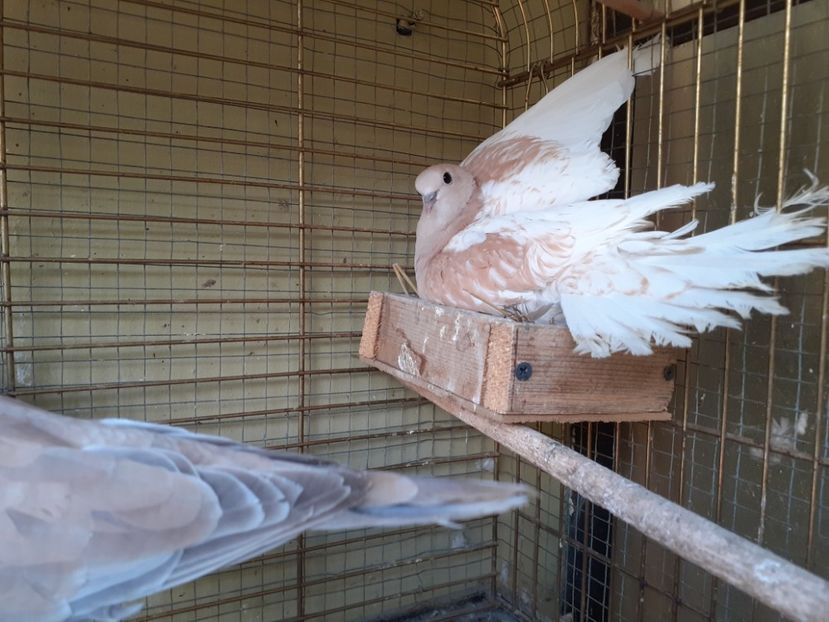  - Noua volieră ptr turturele rizătoare