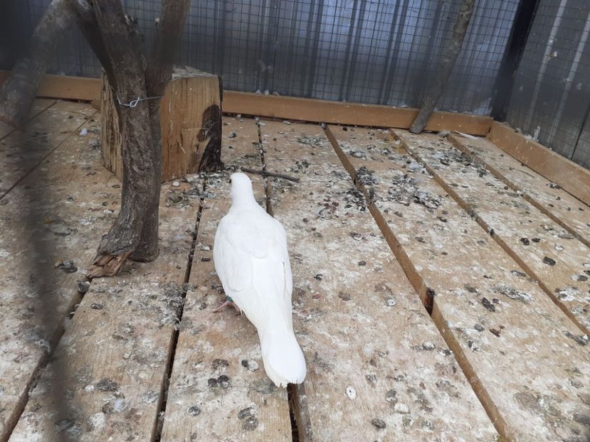  - Noua volieră ptr turturele rizătoare