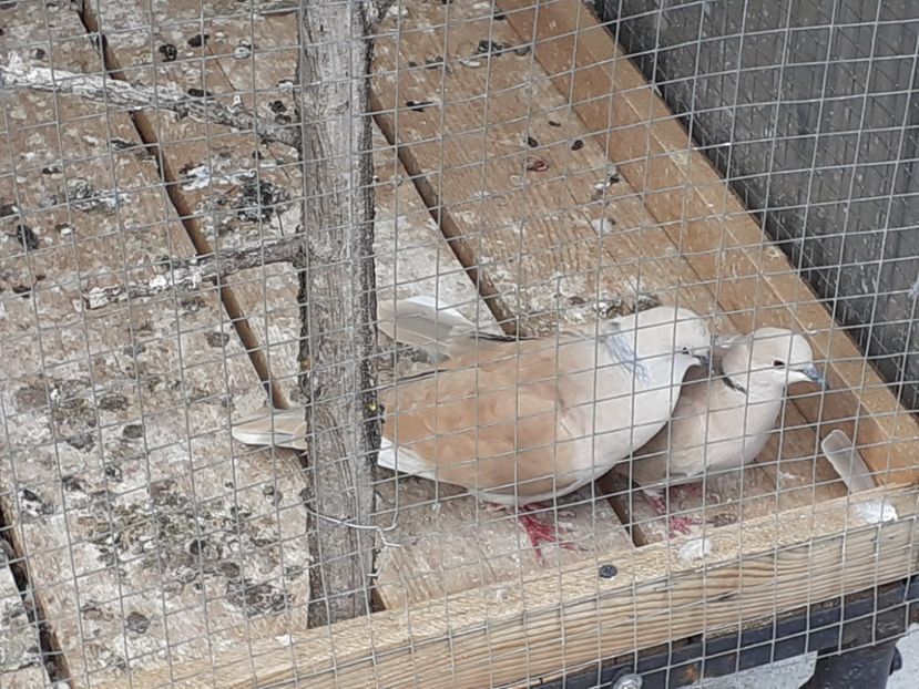  - Noua volieră ptr turturele rizătoare