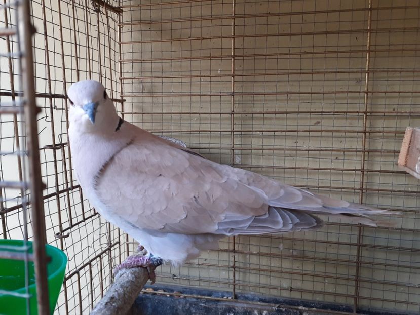  - Noua volieră ptr turturele rizătoare