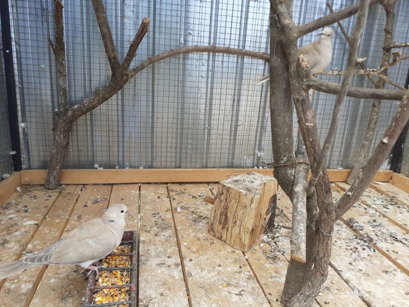  - Noua volieră ptr turturele rizătoare