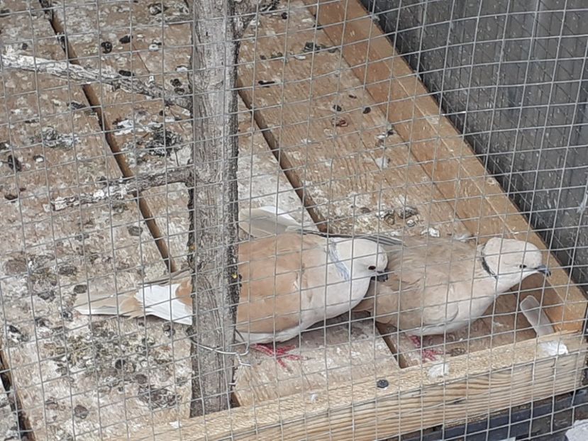  - Noua volieră ptr turturele rizătoare