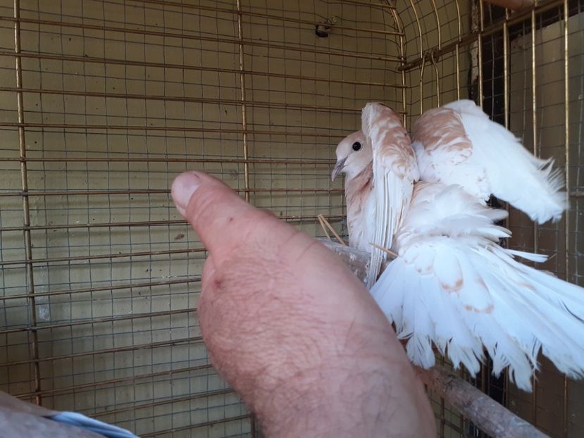  - Noua volieră ptr turturele rizătoare