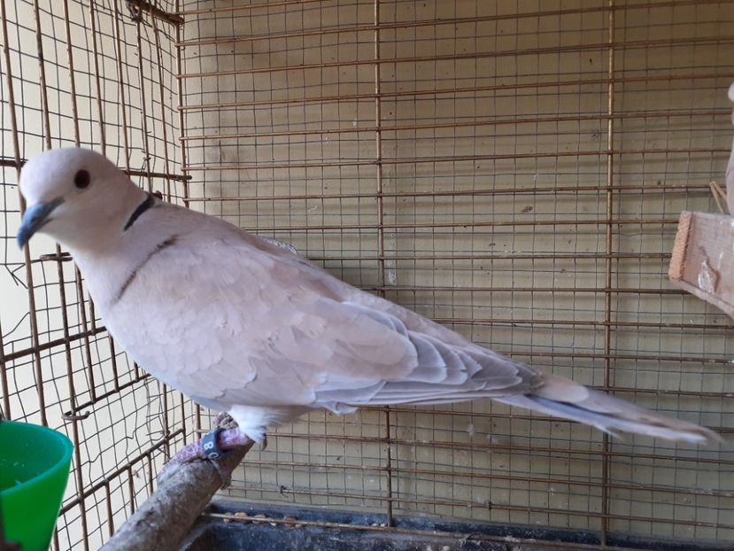  - Noua volieră ptr turturele rizătoare