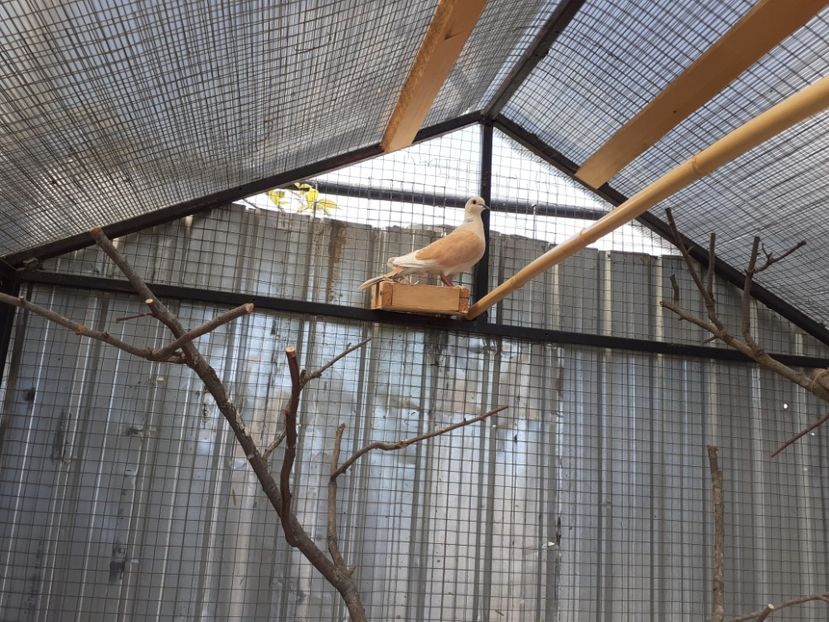  - Noua volieră ptr turturele rizătoare