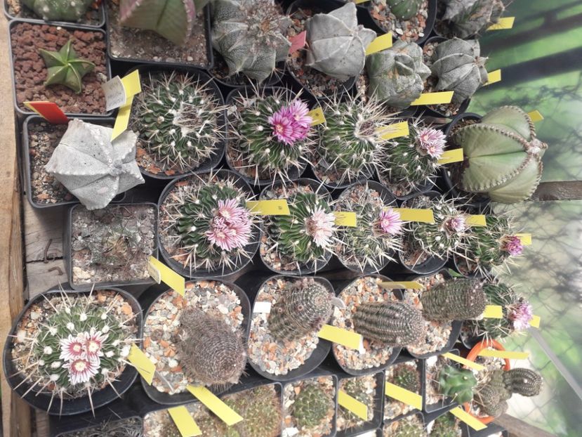 Echinofossulocactus violaciflorus  grup - Cactusi înfloriti 2020