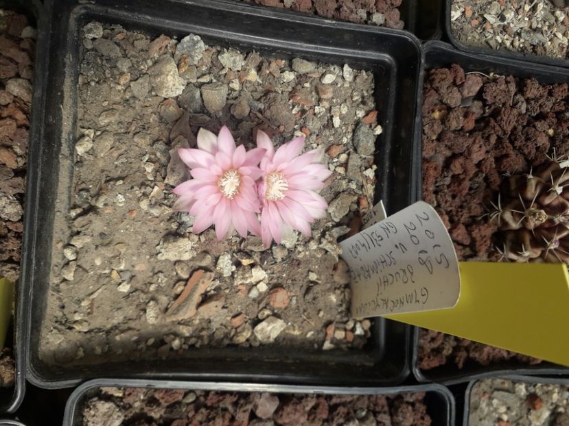Gymnocalycium bruchii - Cactusi înfloriti 2020