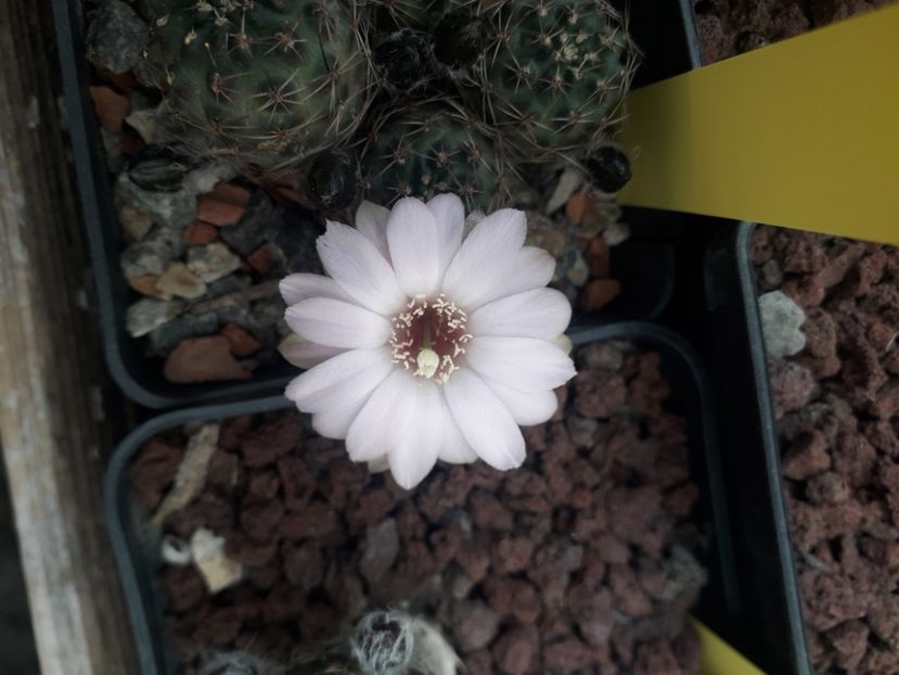 Mediolobivia sp - Cactusi înfloriti 2020