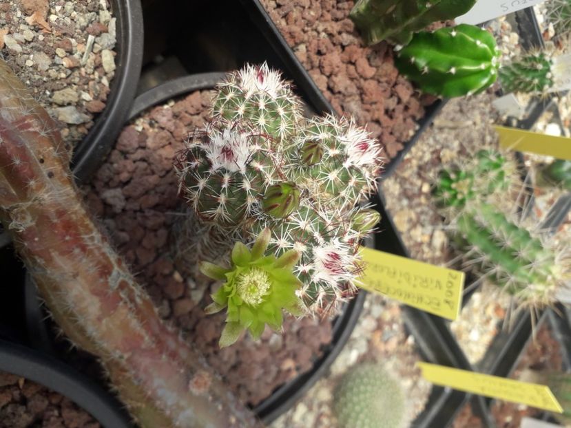 Echinocereus viridiflorus - Cactusi înfloriti 2020