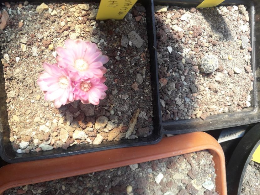 Gymnocalycium bruchii - Cactusi înfloriti 2020