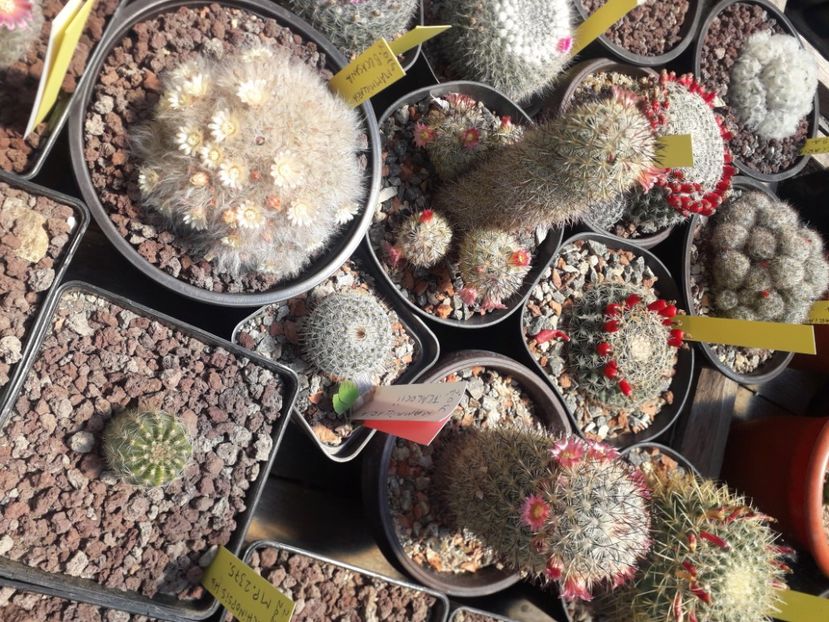 Grup Mammillaria - Cactusi înfloriti 2020
