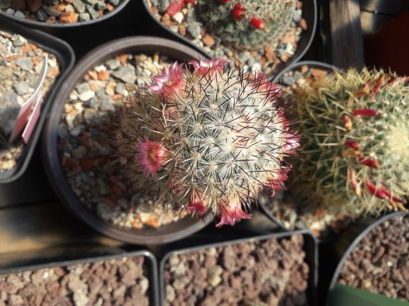 Mammillaria microhelia - Cactusi înfloriti 2020