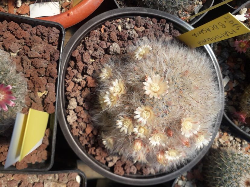 Mammillaria bocasana - Cactusi înfloriti 2020