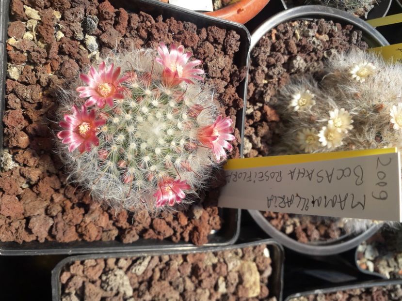 Mammillaria bocasana v roseiflora - Cactusi înfloriti 2020