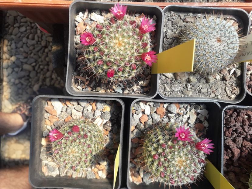 Mammillaria zeilmaniana grup - Cactusi înfloriti 2020