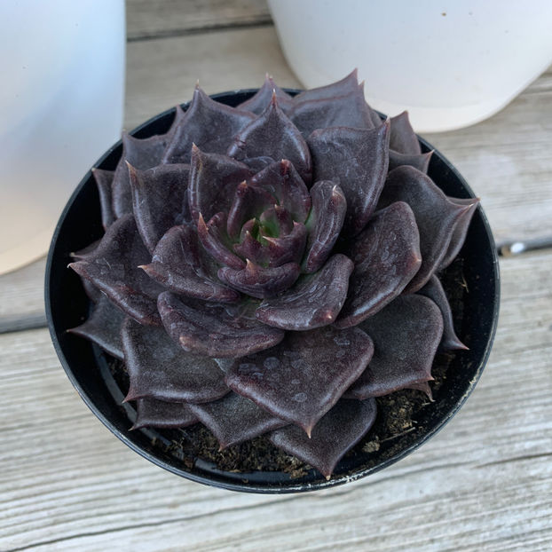  - Jurnalul gradinii 2020