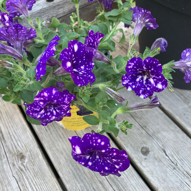Petunia grandiflora ‘Night Sky’ - Jurnalul gradinii 2020