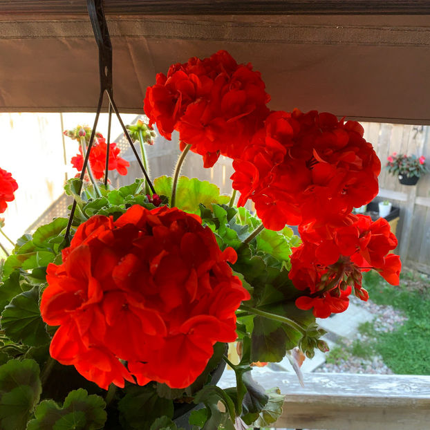  - Jurnalul gradinii 2020