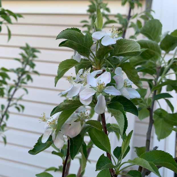  - Jurnalul gradinii 2020