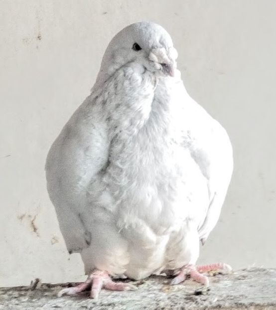  - LANOSUL- PIEPTOSUL-TARTITOSUL -CAPOSUL