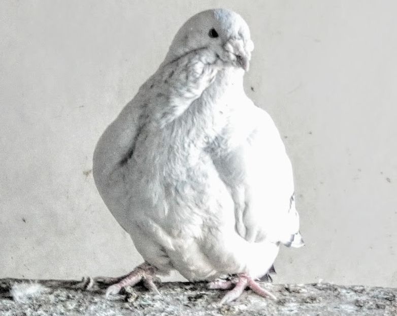  - - A - A - A - A- W A R N I N G !