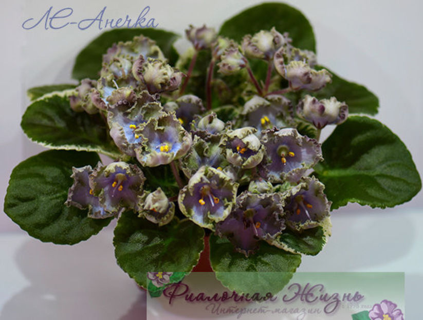 poza net - LE Anechka