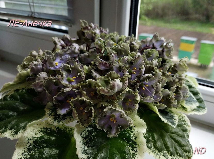 poza net - LE Anechka