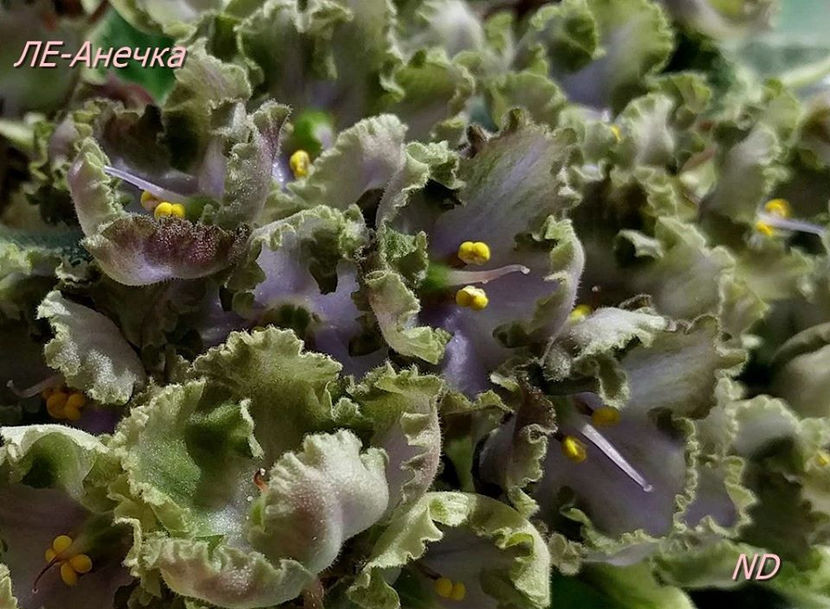 poza net - LE Anechka