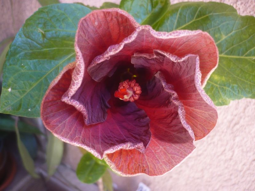 24.05.2020 - HIBISCUSI 2020-1