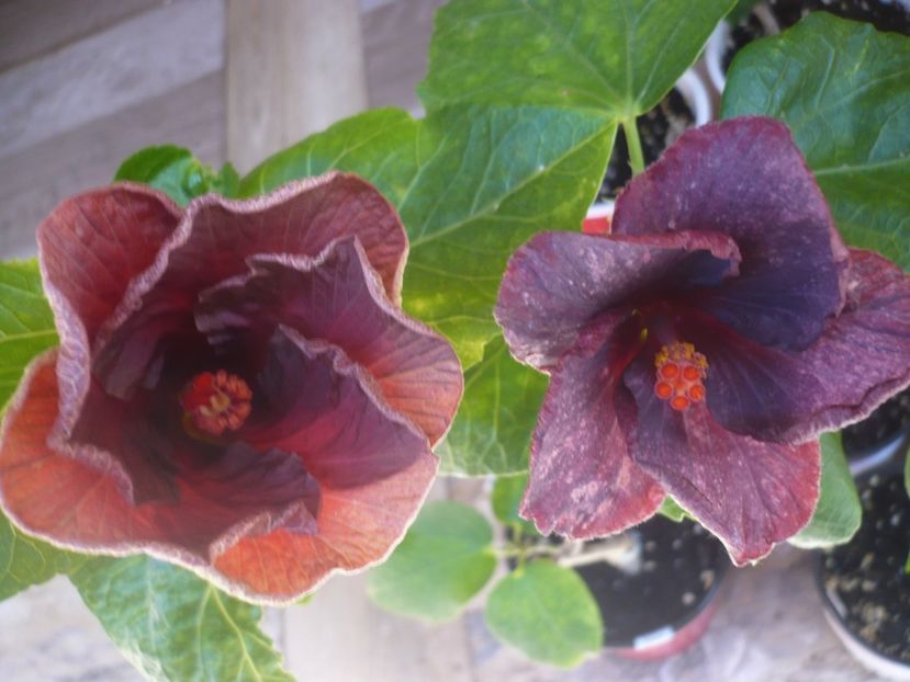 P1440184 - HIBISCUSI 2020-1