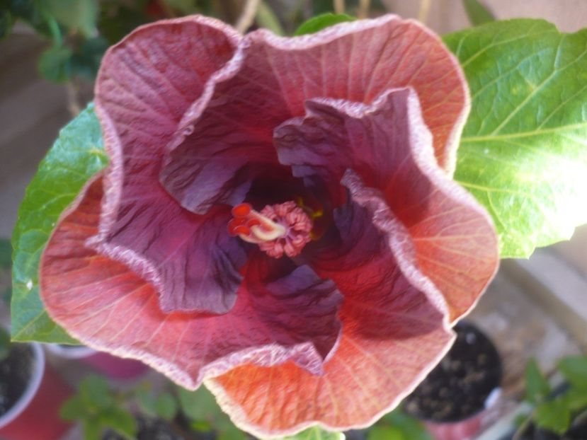 P1440185 - HIBISCUSI 2020-1