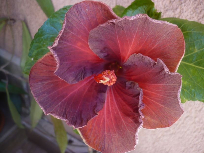 P1440186 - HIBISCUSI 2020-1