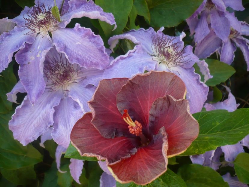 P1440187 - HIBISCUSI 2020-1