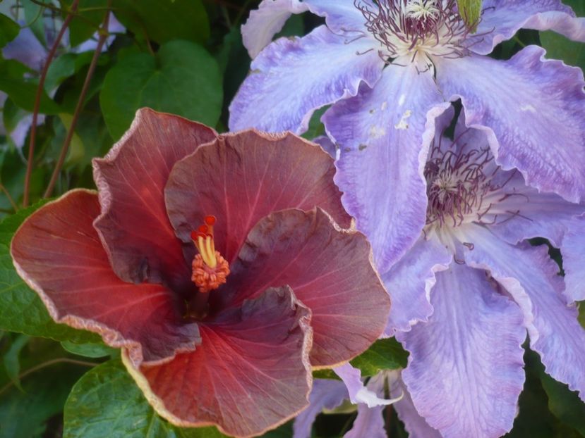 P1440188 - HIBISCUSI 2020-1