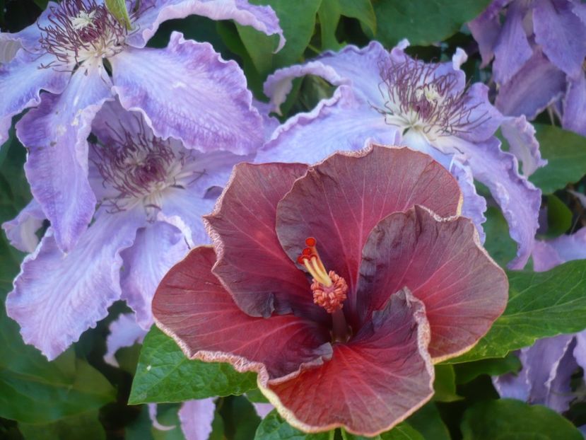 P1440189 - HIBISCUSI 2020-1