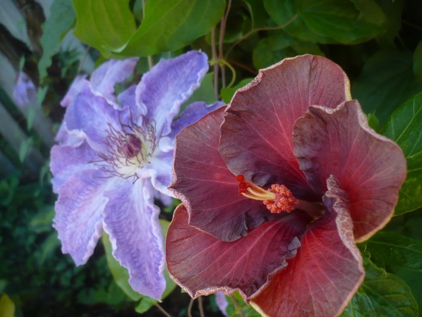 P1440190 - HIBISCUSI 2020-1