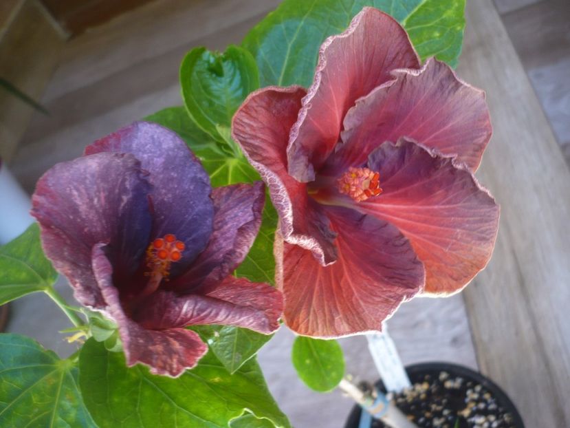 P1440192 - HIBISCUSI 2020-1