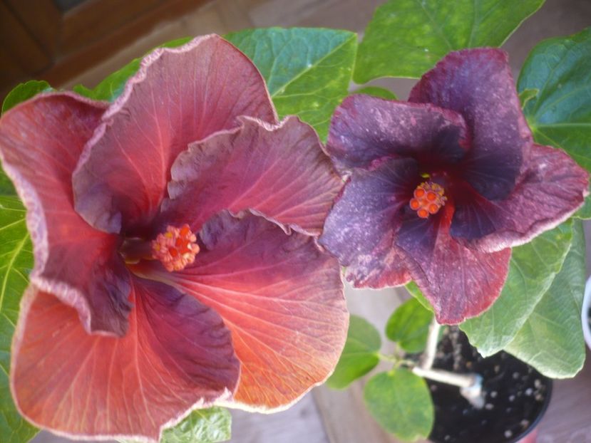 P1440193 - HIBISCUSI 2020-1