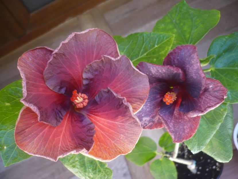 P1440194 - HIBISCUSI 2020-1